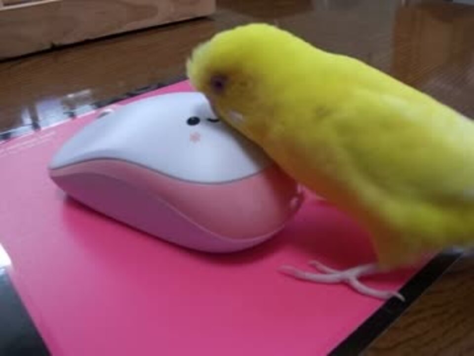 人気の 鳥 セキセイインコ 動画 713本 12 ニコニコ動画