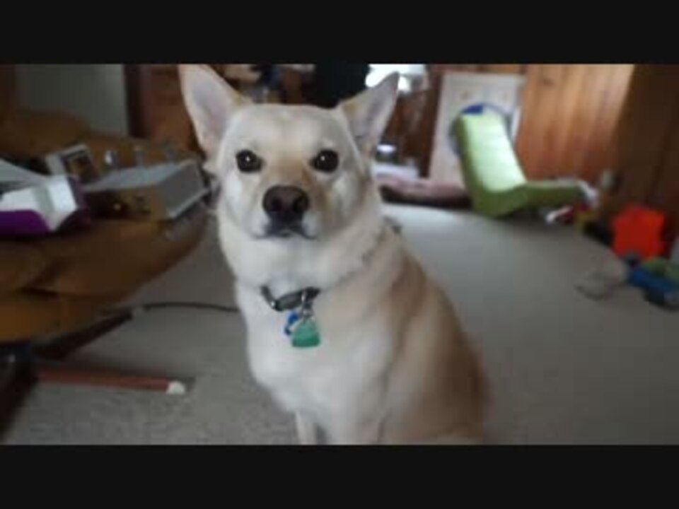 ゆで卵を食べるワンコ ニコニコ動画