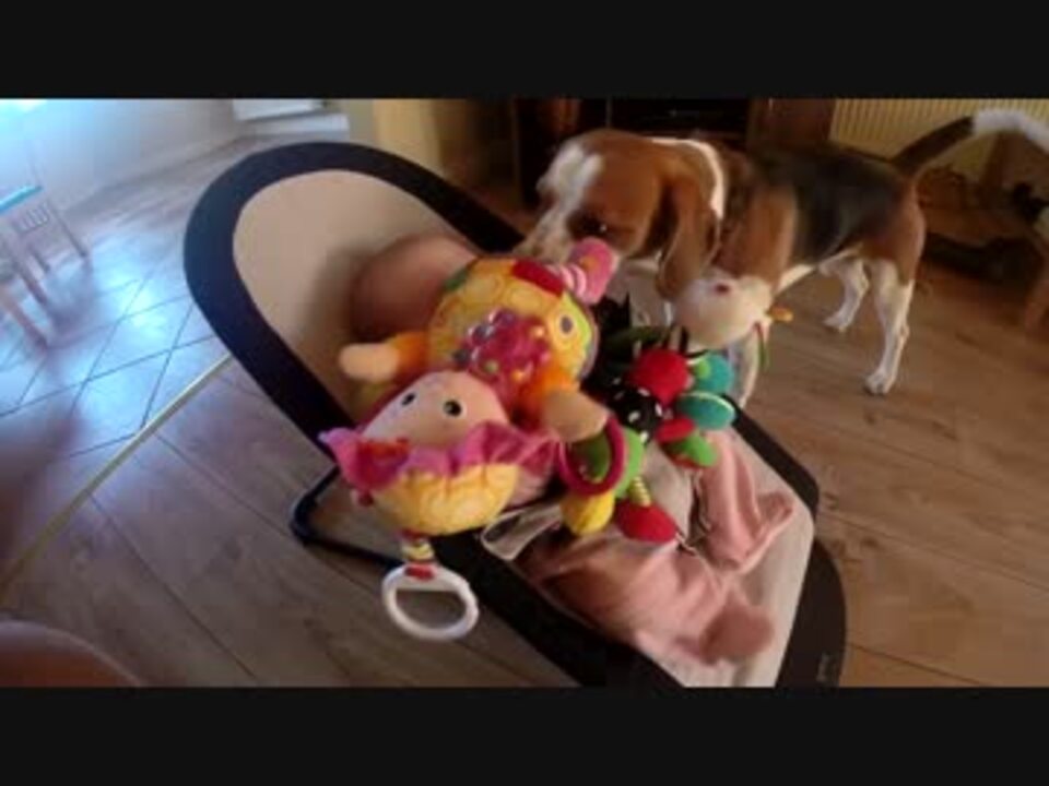 玩具を奪って赤ちゃんを泣かしてしまった犬の行動ｗｗｗｗｗｗｗｗ ニコニコ動画