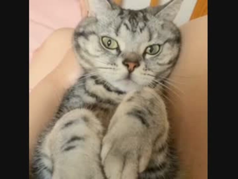人気の デブ猫 アメショ 動画 10本 ニコニコ動画