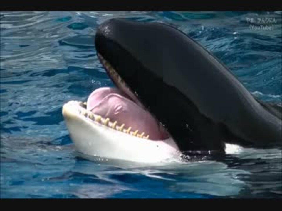 シャチのビンゴが死亡 名古屋港水族館 ビンゴのメモリアル動画集 ニコニコ動画