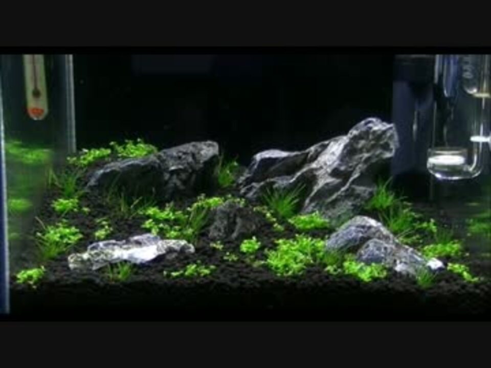 水草水槽立ち上げ ニューラージパールグラス絨毯part3 ニコニコ動画