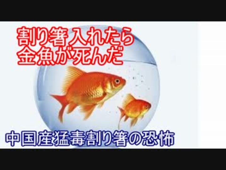 割り箸入れたら金魚が死んだ 中国産猛毒割り箸の恐怖 ニコニコ動画