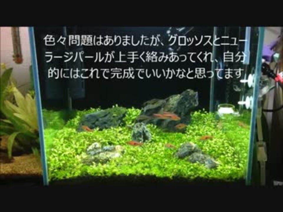 水草水槽立ち上げ ニューラージパールグラスで絨毯 Part４ ニコニコ動画