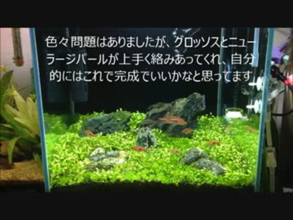 人気の アクアリウム 水草 動画 458本 8 ニコニコ動画