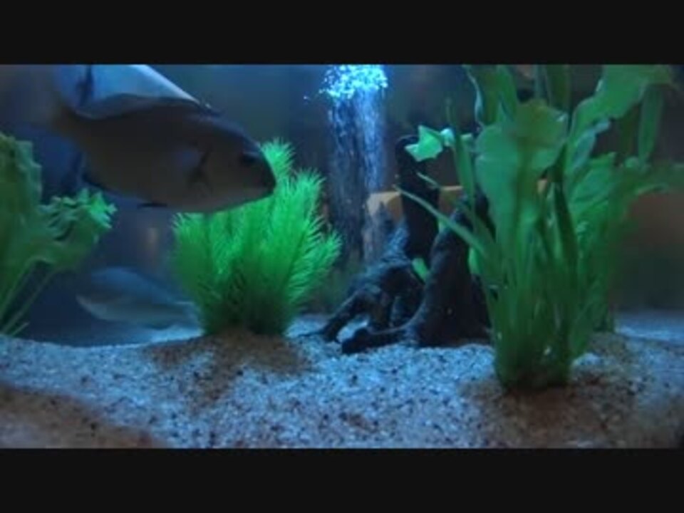 人気の 動物 アクアリウム 動画 3 844本 31 ニコニコ動画