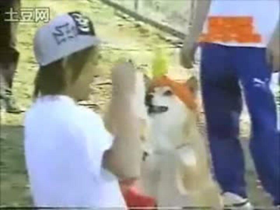 末っ子と犬と次男 ニコニコ動画
