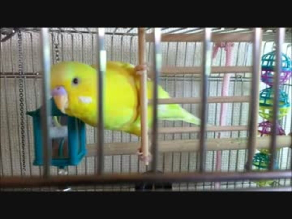 放鳥 構って欲しい時のインコの仕草 時間外 ニコニコ動画