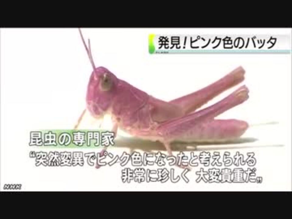 全身がピンク バッタの幼虫見つかる ニコニコ動画