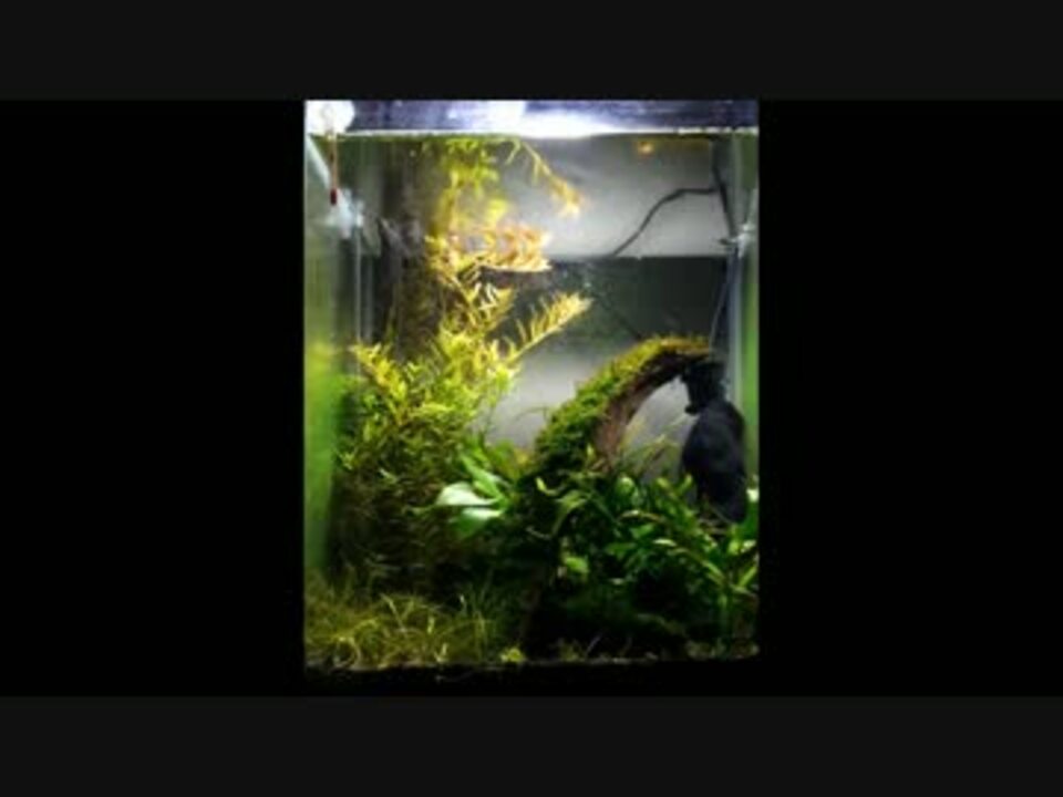 30cmキューブハイタイプ水槽 ニコニコ動画