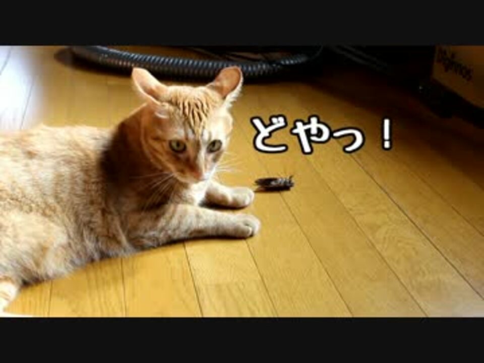 ボウ 愛猫 がセミ捕ってきた ニコニコ動画