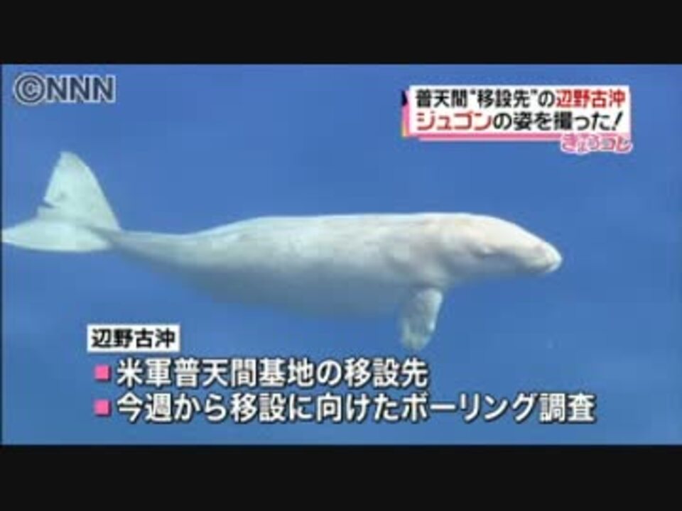 絶滅危惧種 ジュゴン の撮影に成功 ニコニコ動画