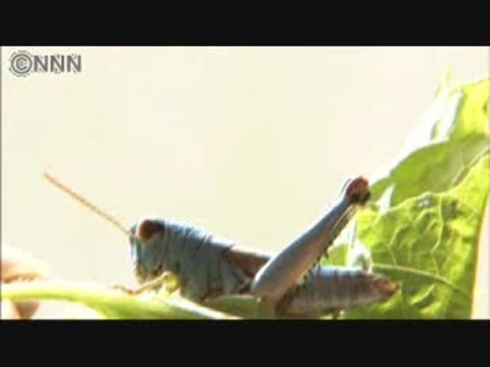 人気の バッタ 動画 186本 4 ニコニコ動画