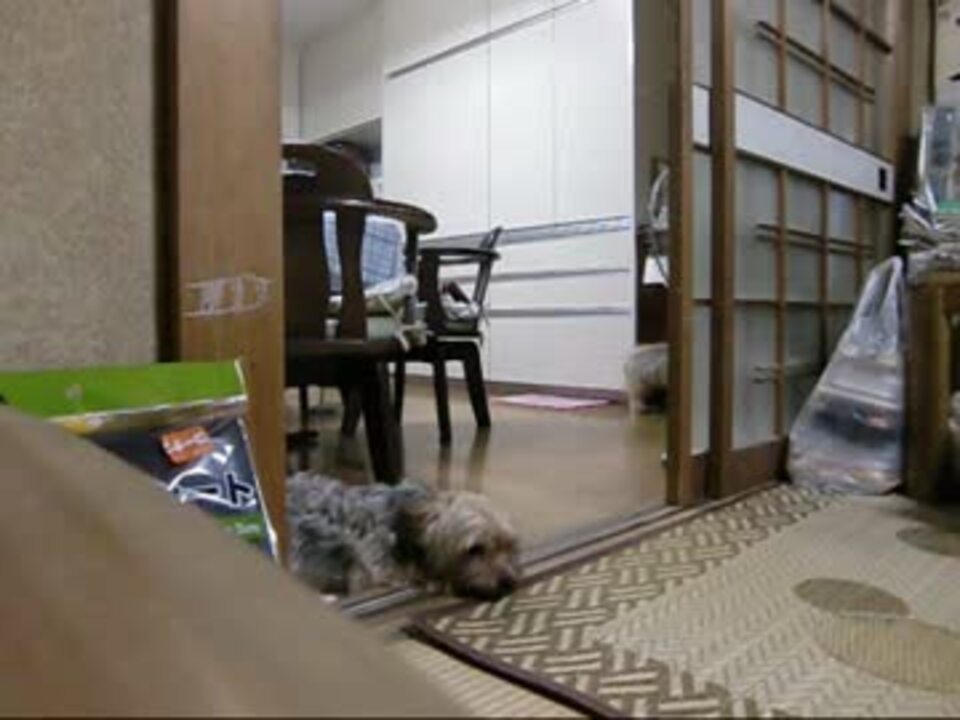 犬 ほふく前進的な動き ニコニコ動画