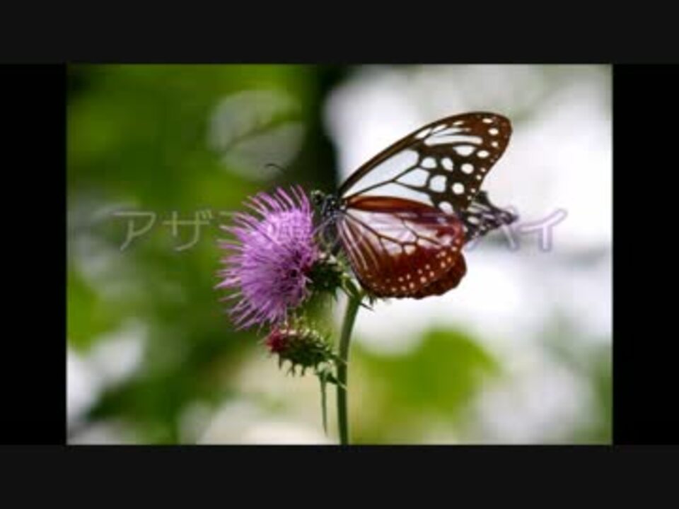 ニコカラ アザミ嬢のララバイ 中島みゆき Off Vocal ニコニコ動画