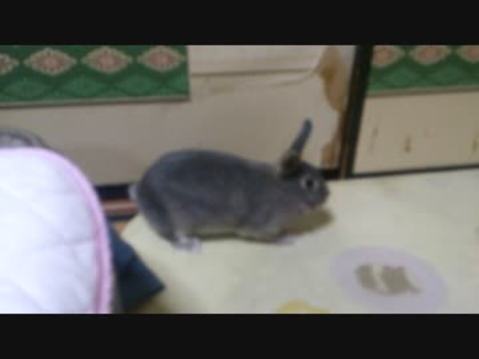 我が家のペット うさぎのユニさん 喜びのジャンプ ニコニコ動画