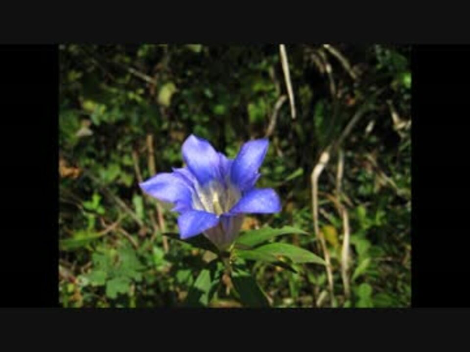 人気の 自然 花 動画 332本 6 ニコニコ動画