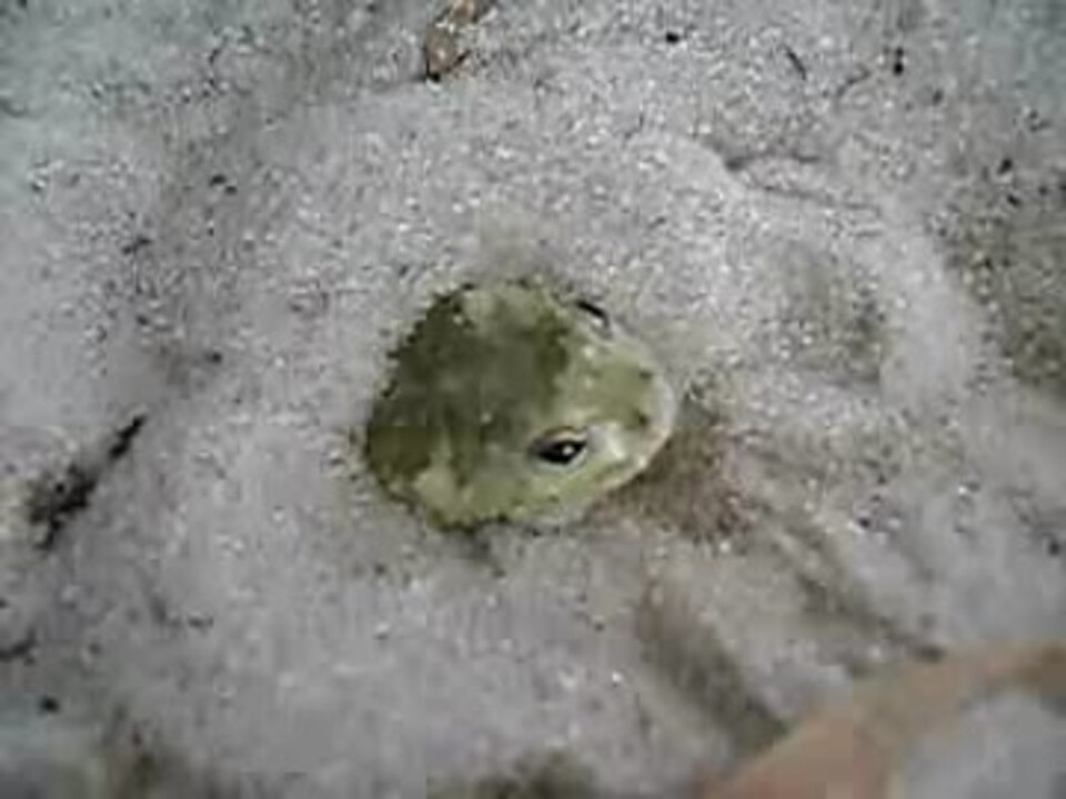 人気の ｶｴﾙ 動画 1 873本 40 ニコニコ動画
