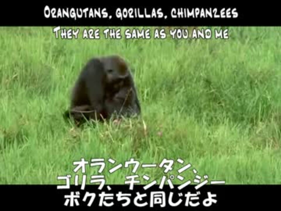 ミク Kaito Hominidae March 人 ゴリラ チンパンジー 英語 意訳付 ニコニコ動画