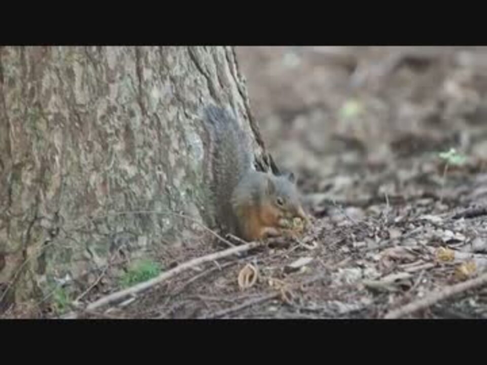 子リス 松ぼっくりを食す ニコニコ動画