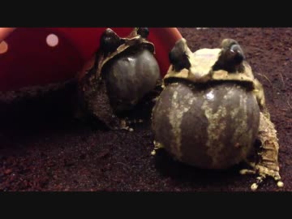 アジアツノガエル コノハガエル の鳴き声 ニコニコ動画