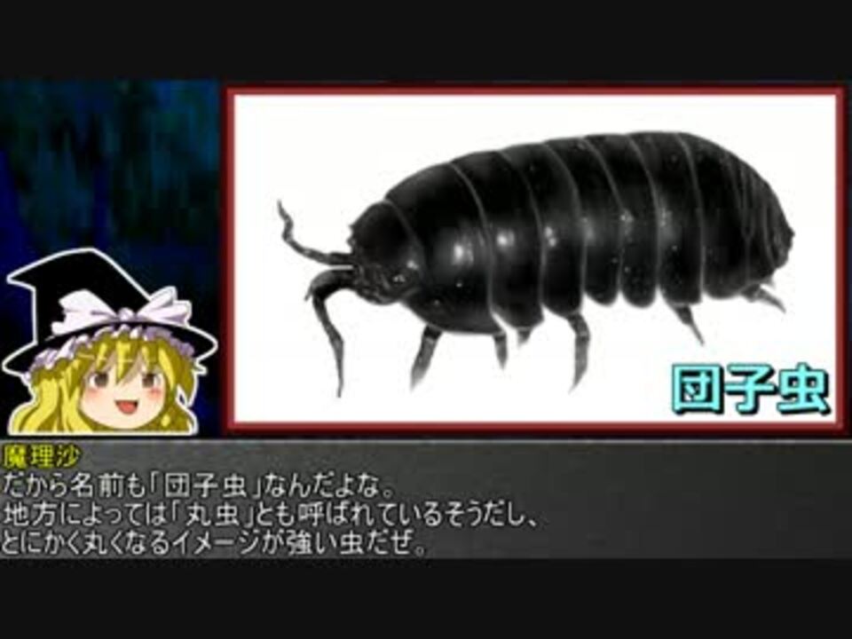 ゆっくり霊夢とやる夫が学ぶ 昆虫大百科 番外編part3 ニコニコ動画