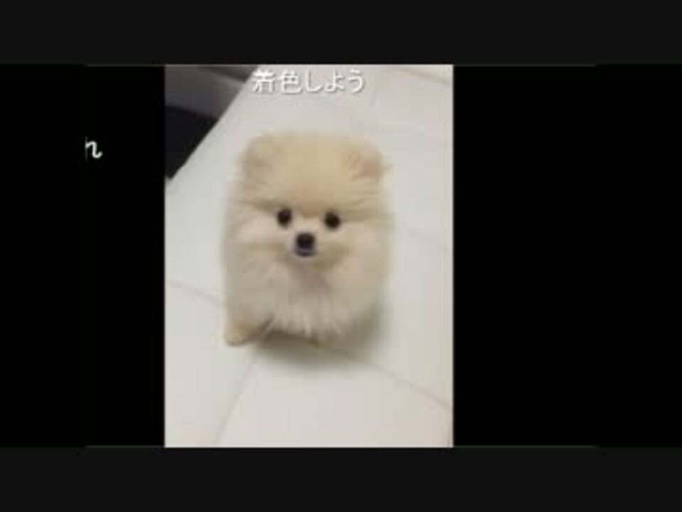 人気の ﾈｪﾊﾅﾁｬﾝ 動画 11本 ニコニコ動画