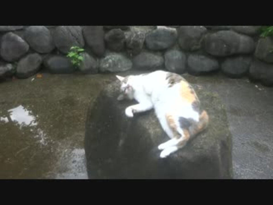 気性の荒い三毛猫のまたたびの酔いっぷりが芸の域に突入 ニコニコ動画