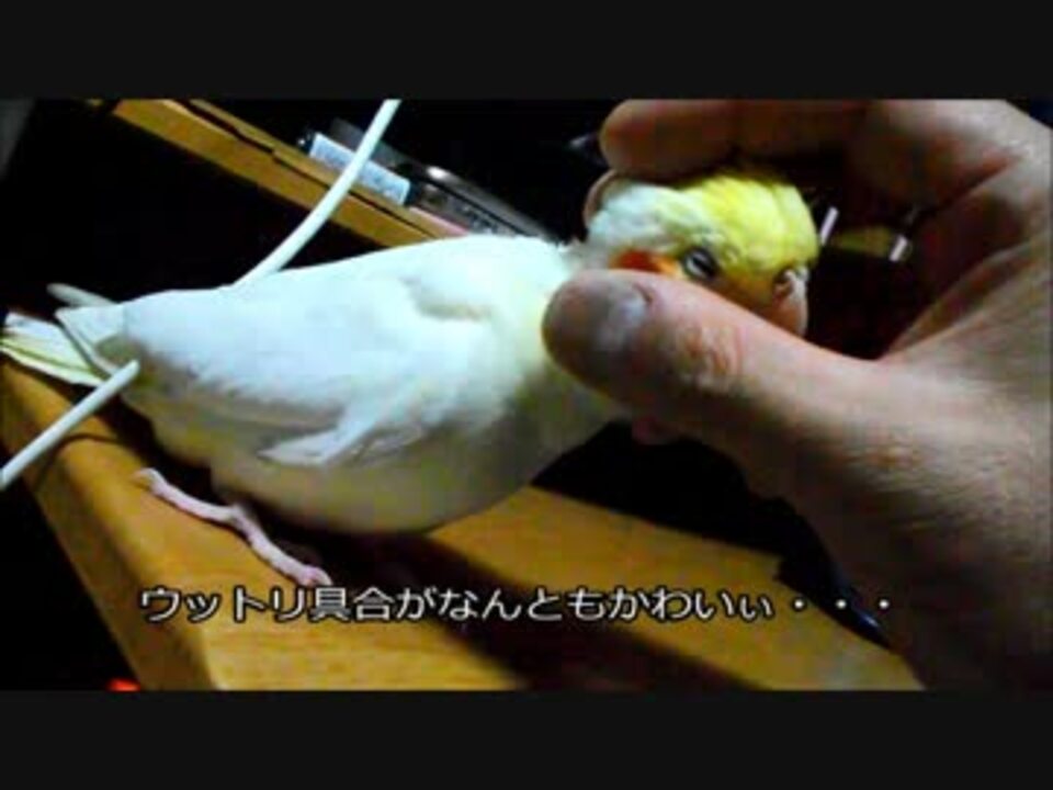 オカメインコ もっふりもふもふ ニコニコ動画