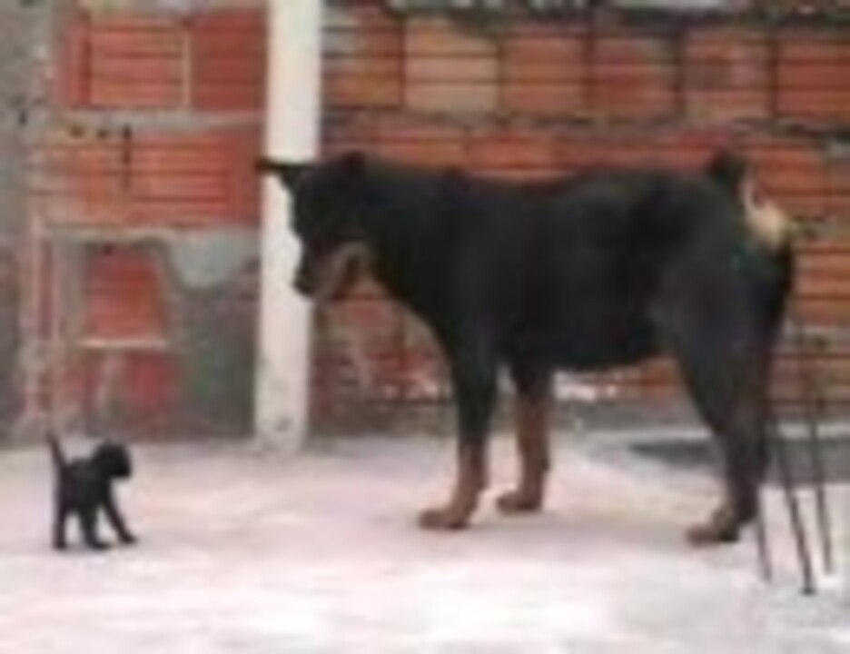 あまりに圧倒的な子猫と犬 黒と黒の対決 ニコニコ動画