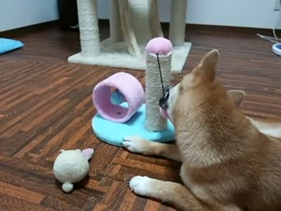 前世は猫だったかもしれない犬 ２ ニコニコ動画