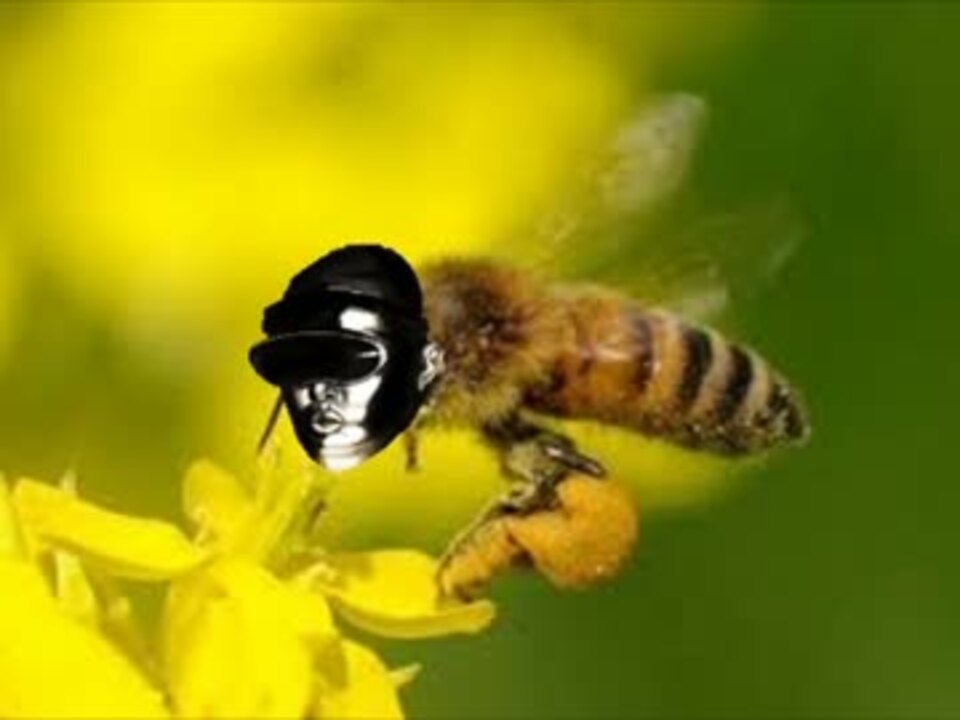 ハチが飛うぅん ニコニコ動画