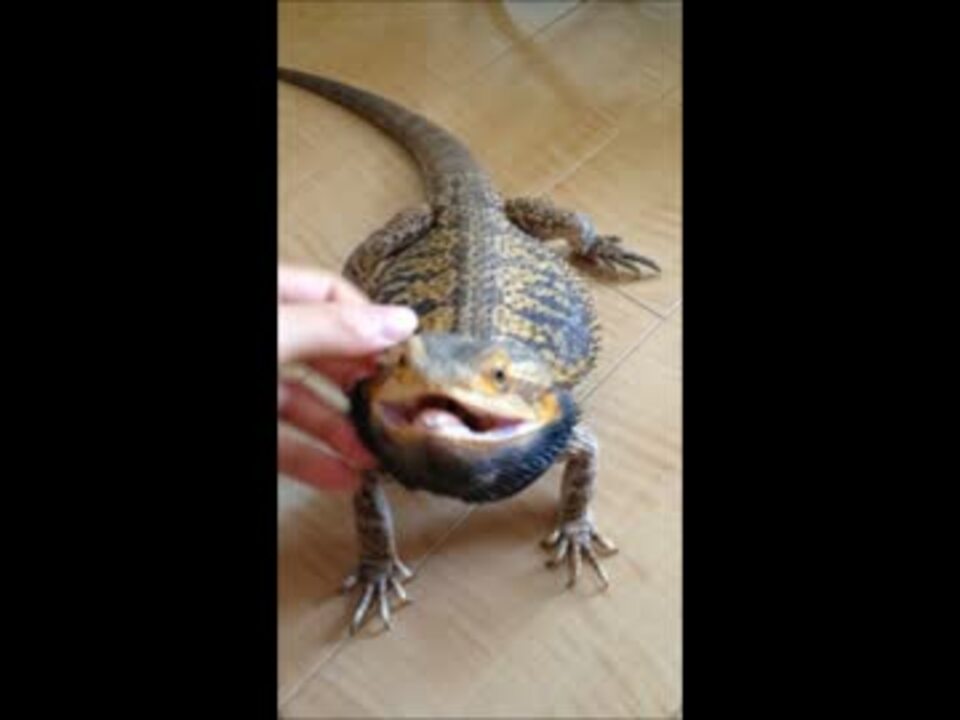 怒ってるフトアゴヒゲトカゲ ニコニコ動画
