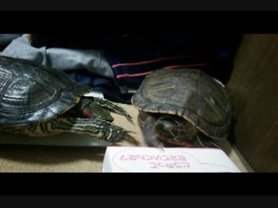 ミドリの片思いと求愛 ニコニコ動画