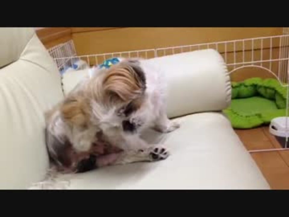 後ろ足で耳をかきながら前足をなめるシーズー犬 ニコニコ動画