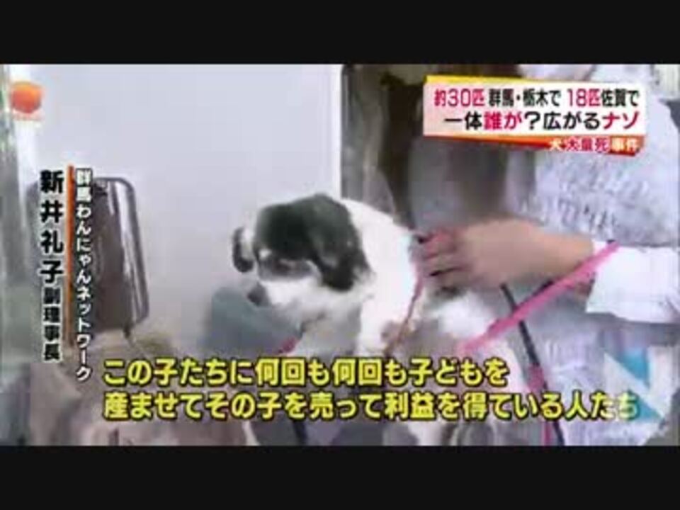 人気の 動物 動物虐待 動画 129本 4 ニコニコ動画