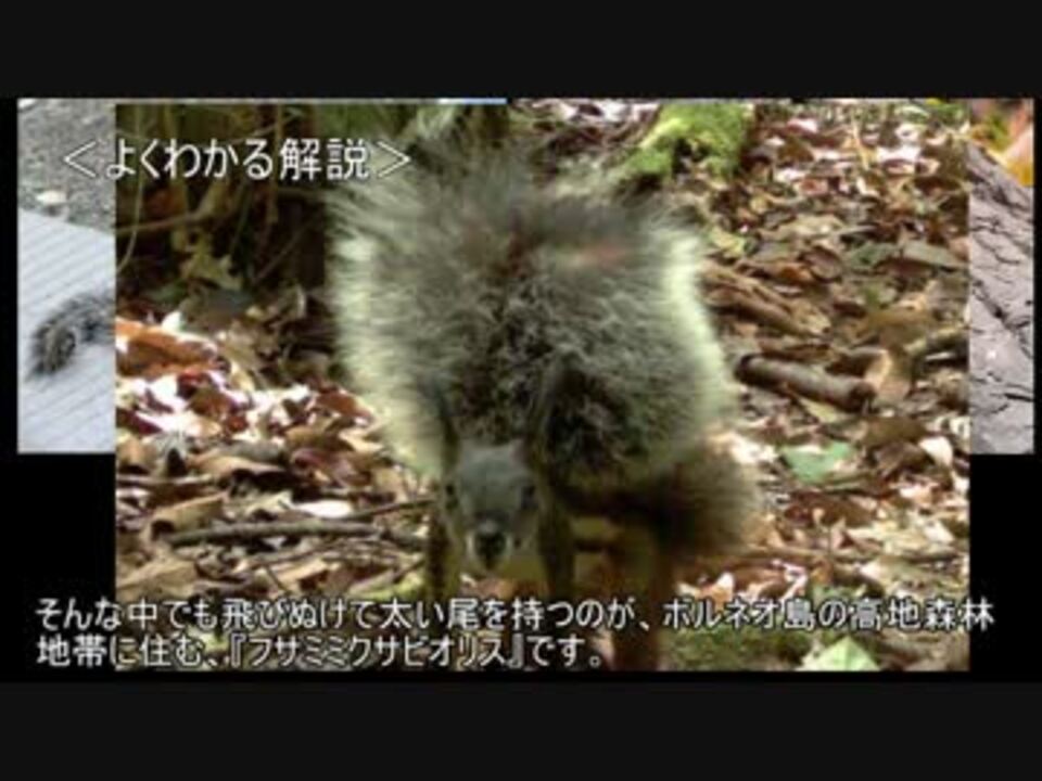 人気の 動物 トリビアの泉 動画 9本 ニコニコ動画