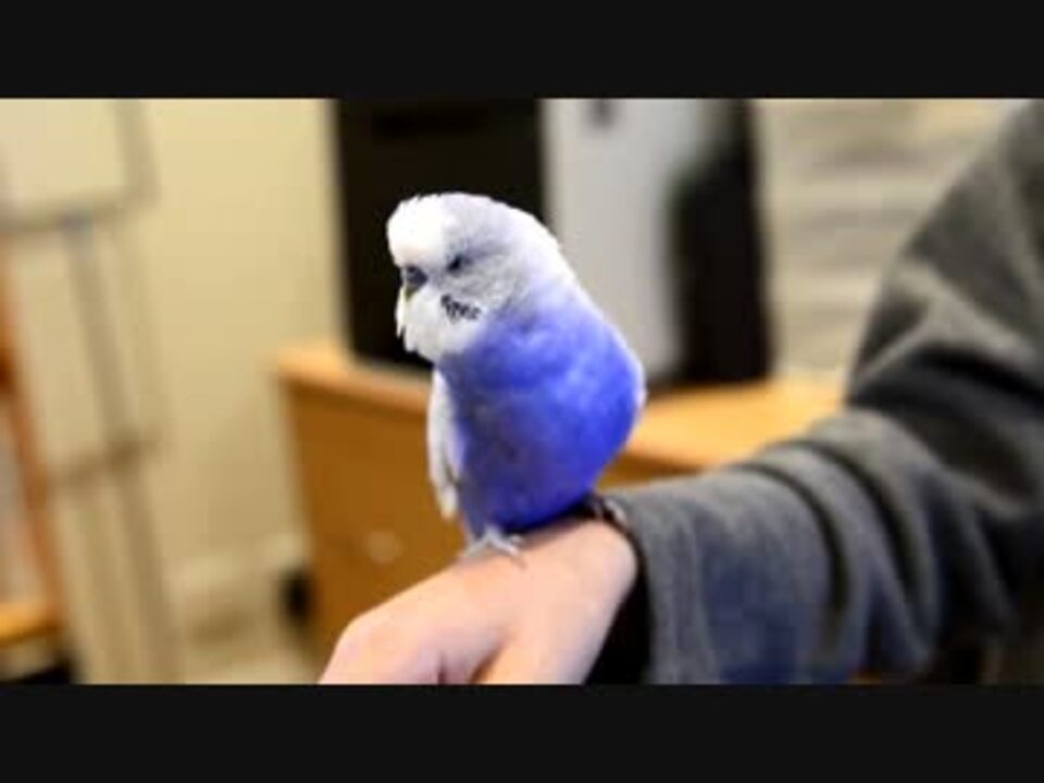 鳴き声がスターウォーズのr2 D2過ぎるセキセイインコが地球で発見される ニコニコ動画