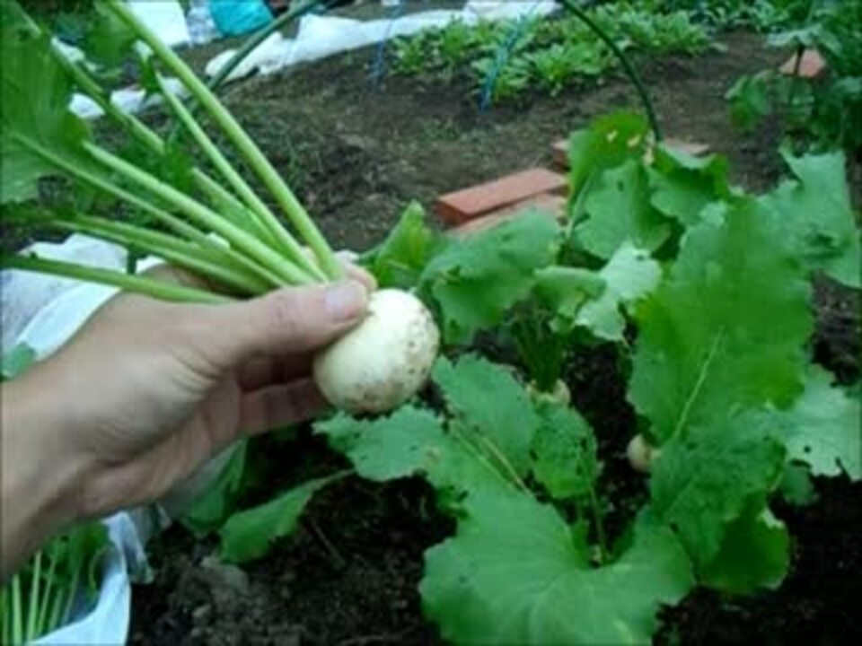 市民農園を借りて野菜を作ってみる【11週目】 - ニコニコ動画