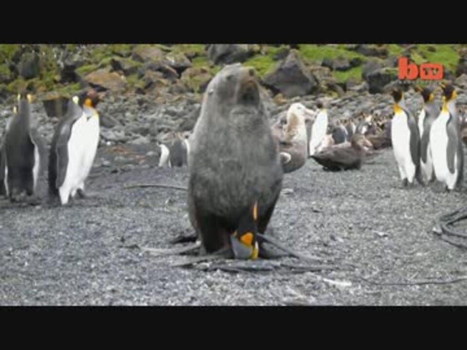 オットセイがペンギンを昏睡レイプする事案 ニコニコ動画