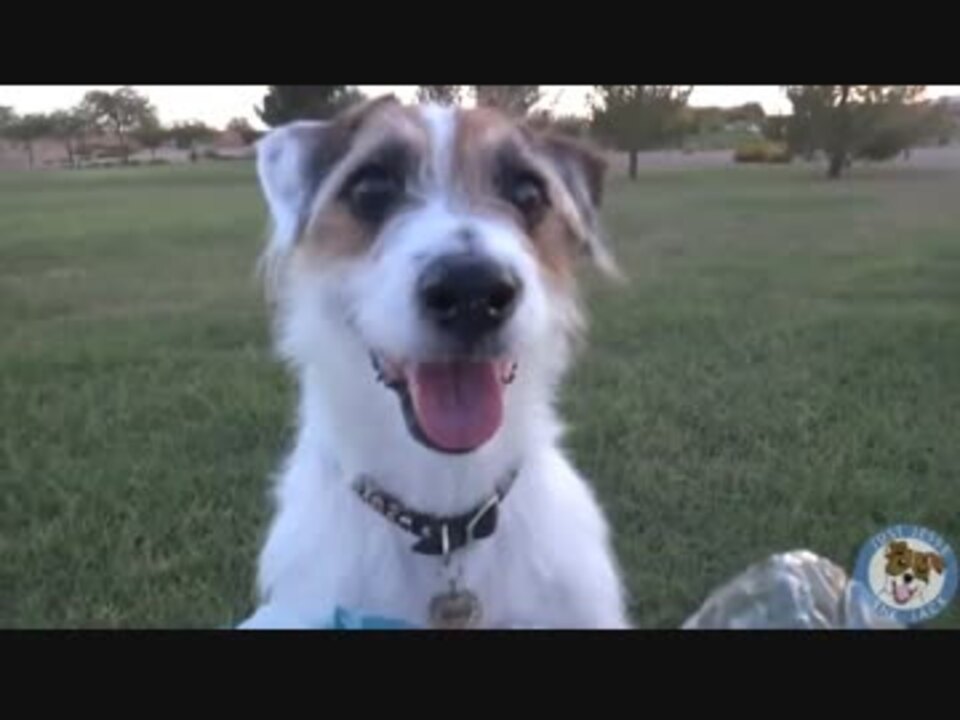 ギネスに載った世界一賢い犬 ニコニコ動画