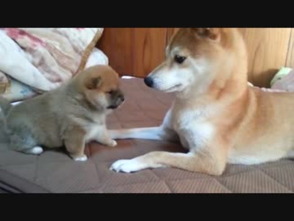 柴犬の赤ちゃんのパンチがかわいすぎる ニコニコ動画