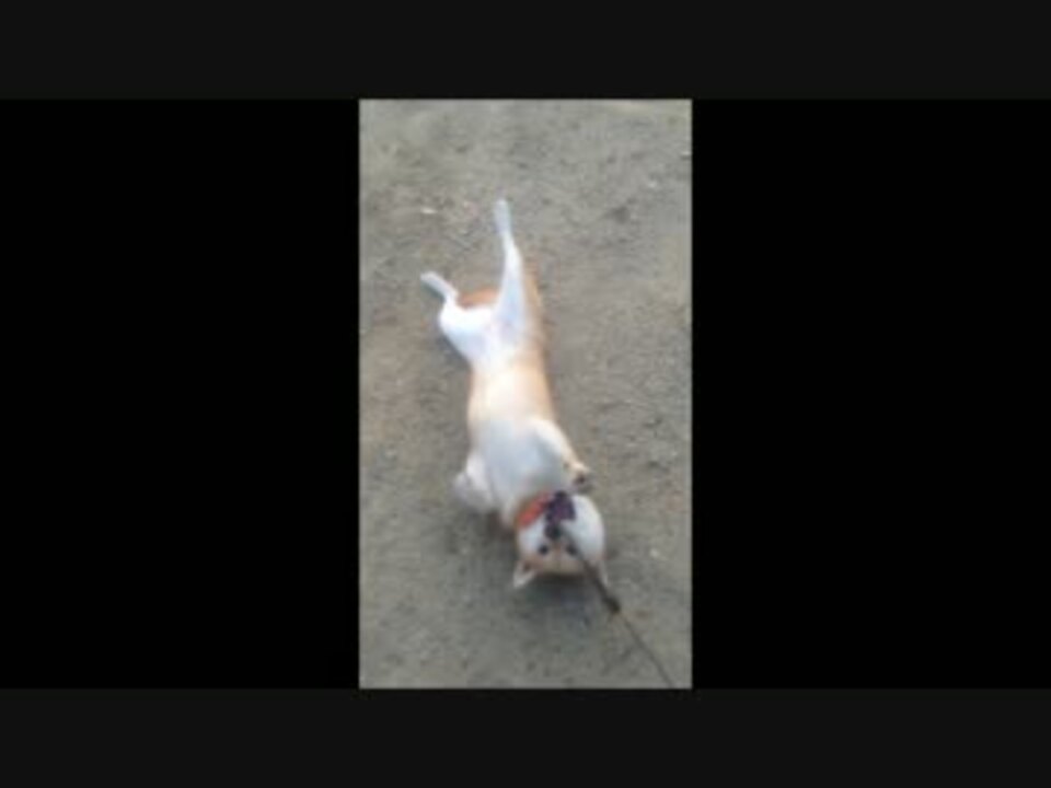 散歩終了に全力で抵抗する犬 ニコニコ動画