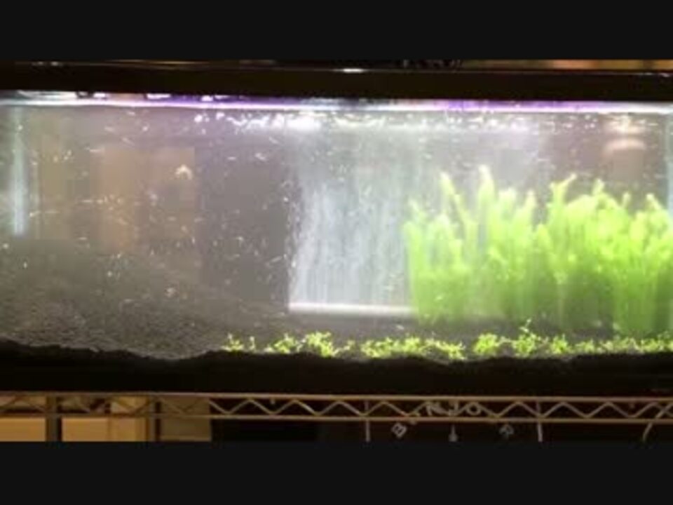 人気の 水槽 水草 動画 330本 2 ニコニコ動画