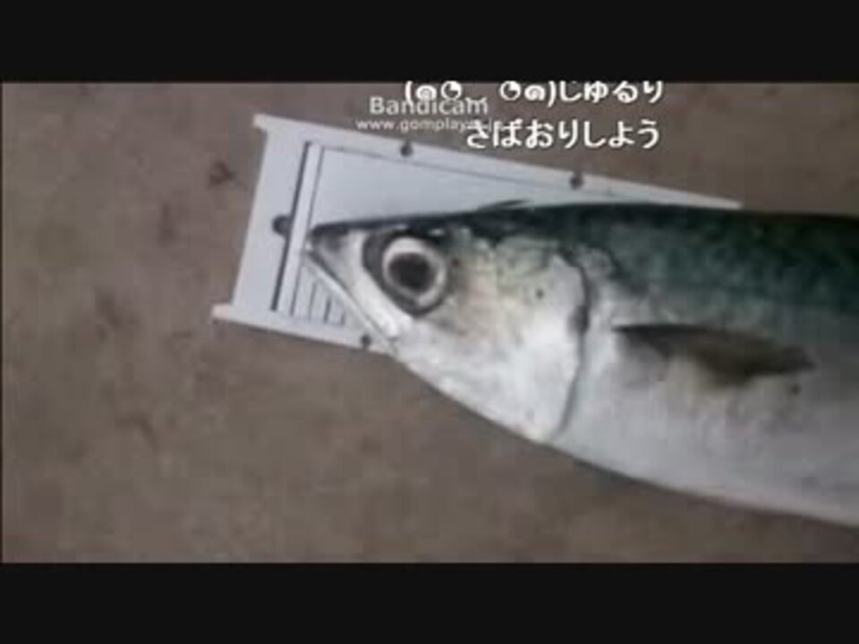 ２０１４年 陸からの大鯖サビキ釣りin香川県のどっか ニコニコ動画