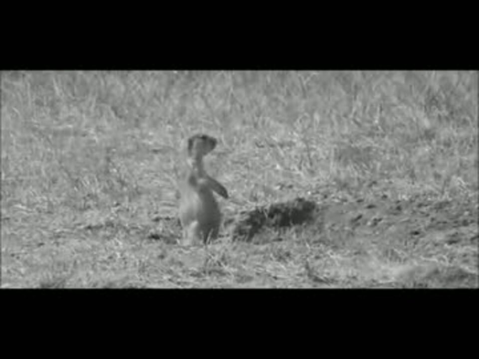 人気の 動物 プレーリードッグ 動画 7本 5 ニコニコ動画