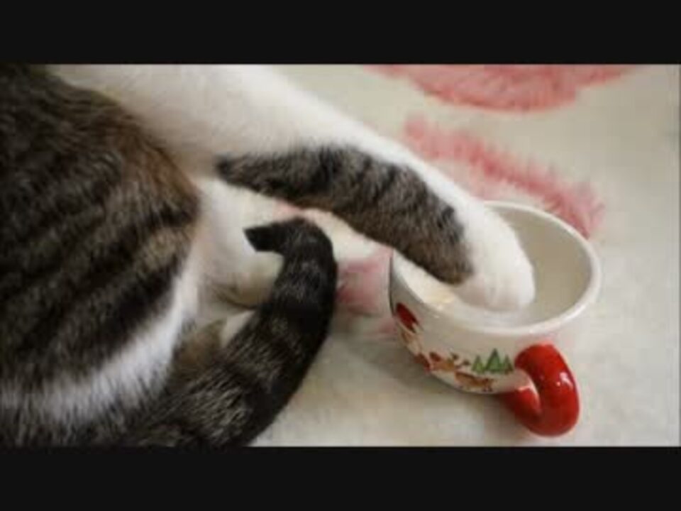 雪玉をそーっとつんつんする猫 ニコニコ動画