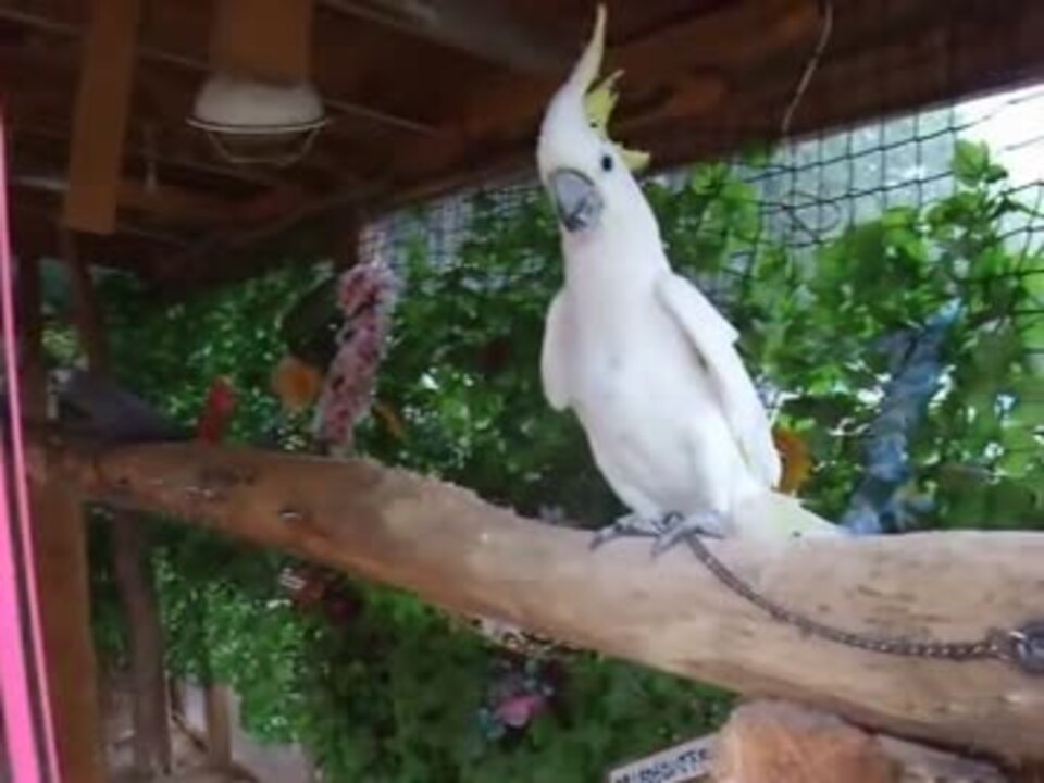 オウムに鏡を見せたときの反応が面白い ペット 犬 猫 動物 鳥 ニコニコ動画