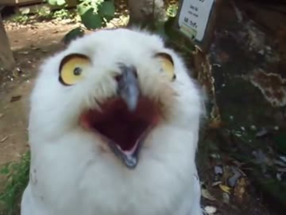 ３７秒後に注目 威嚇してくるフクロウの顔が面白い インコ 鳥 ニコニコ動画