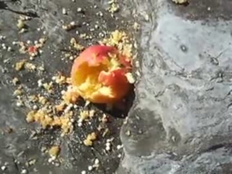 電動ガンでリンゴを蜂の巣にしてみる近距離編 エアガン サバゲー 破壊 ニコニコ動画